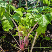 Pink celery ‘Chinese Pink’ (Apium graveolens) organic seeds