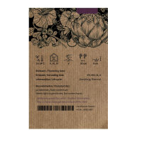 Pink celery ‘Chinese Pink’ (Apium graveolens) organic seeds