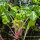 Pink celery ‘Chinese Pink’ (Apium graveolens) organic seeds