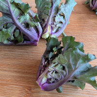 Kale sprouts (Brassica oleracea var. gemmifera x sabellica) seeds