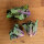 Kale sprouts (Brassica oleracea var. gemmifera x sabellica) seeds