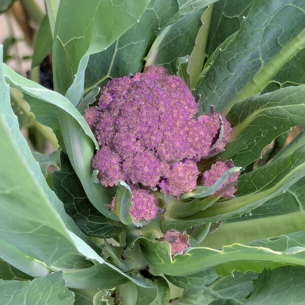 Purple Cauliflower Violetta di Sicilia (Brassica oleracea var. botrytis) Seeds