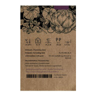 Purple Cauliflower Violetta di Sicilia (Brassica oleracea var. botrytis) Seeds