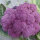 Purple Cauliflower Violetta di Sicilia (Brassica oleracea var. botrytis) Seeds
