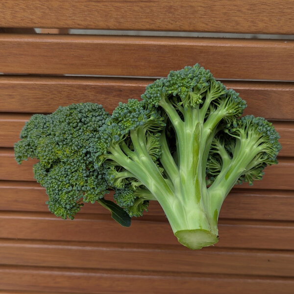 Broccoli ‘Limba’ (Brassica oleracea var. italica) organic seeds