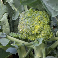 Broccoli ‘Limba’ (Brassica oleracea var....