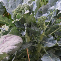 Broccoli ‘Limba’ (Brassica oleracea var. italica) organic seeds