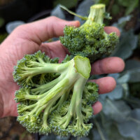 Broccoli ‘Limba’ (Brassica oleracea var. italica) organic seeds