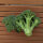 Broccoli ‘Limba’ (Brassica oleracea var. italica) organic seeds