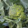 Broccoli ‘Limba’ (Brassica oleracea var. italica) organic seeds