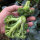 Broccoli ‘Limba’ (Brassica oleracea var. italica) organic seeds