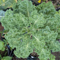 Curly kale ‘Emerald Ice’ (Brassica oleracea convar. acephala var. sabellica) seeds