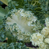 Curly kale ‘Emerald Ice’ (Brassica oleracea convar. acephala var. sabellica) seeds