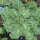 Curly kale ‘Emerald Ice’ (Brassica oleracea convar. acephala var. sabellica) seeds