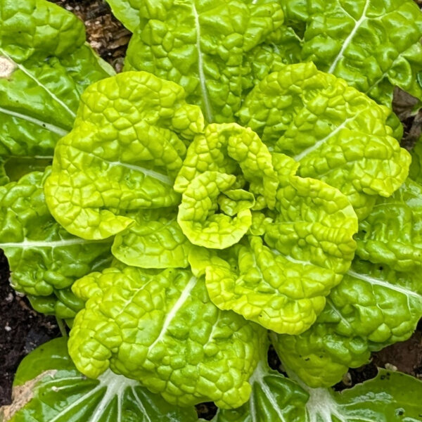 Winter choi ‘Golden Heart’ (Brassica rapa var. chinensis) organic seeds
