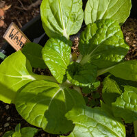 Winter choi ‘Golden Heart’ (Brassica rapa var. chinensis) organic seeds