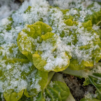 Winter choi ‘Golden Heart’ (Brassica rapa var. chinensis) organic seeds