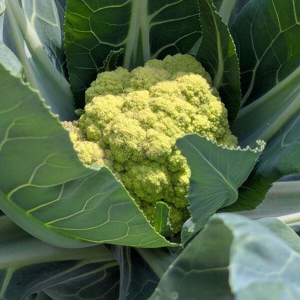 Green cauliflower ‘Verde di Macerata’ (Brassica oleracea) seeds
