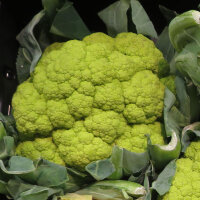 Green cauliflower ‘Verde di Macerata’ (Brassica oleracea) seeds