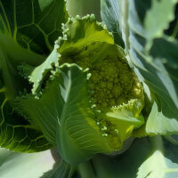 Green cauliflower ‘Verde di Macerata’ (Brassica oleracea) seeds