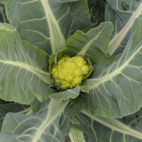 Green cauliflower ‘Verde di Macerata’ (Brassica oleracea) seeds
