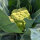 Green cauliflower ‘Verde di Macerata’ (Brassica oleracea) seeds