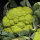Green cauliflower ‘Verde di Macerata’ (Brassica oleracea) seeds