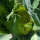 Green cauliflower ‘Verde di Macerata’ (Brassica oleracea) seeds