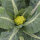 Green cauliflower ‘Verde di Macerata’ (Brassica oleracea) seeds