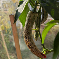 Chilli Elefant (Capsicum annuum) Organic Seeds