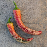 Chilli Elefant (Capsicum annuum) Organic Seeds