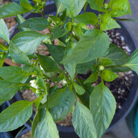 Chilli Elefant (Capsicum annuum) Organic Seeds