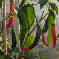Korean Chilli Taeyang Medium (Capsicum annuum) –...