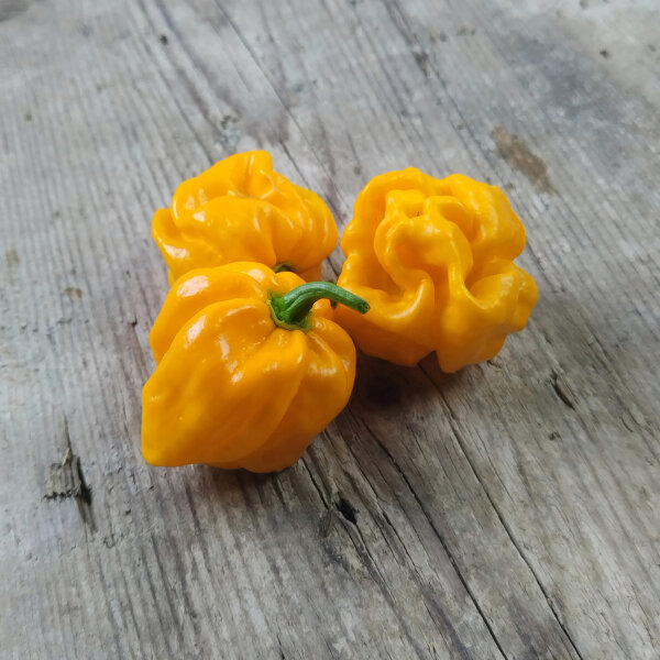 Chilli ‘Numex Suave Yellow’ (Capsicum chinense) Organic Seeds