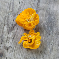 Chilli ‘Numex Suave Yellow’ (Capsicum chinense) Organic Seeds