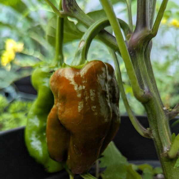 Sweet Pepper Sweet Chocolate (Capsicum annuum) Seeds