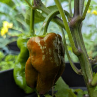 Sweet Pepper Sweet Chocolate (Capsicum annuum) Seeds