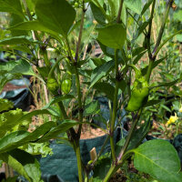 Sweet Pepper Sweet Chocolate (Capsicum annuum) Seeds