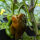 Sweet Pepper Sweet Chocolate (Capsicum annuum) Seeds