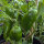 Sweet Pepper Sweet Chocolate (Capsicum annuum) Seeds