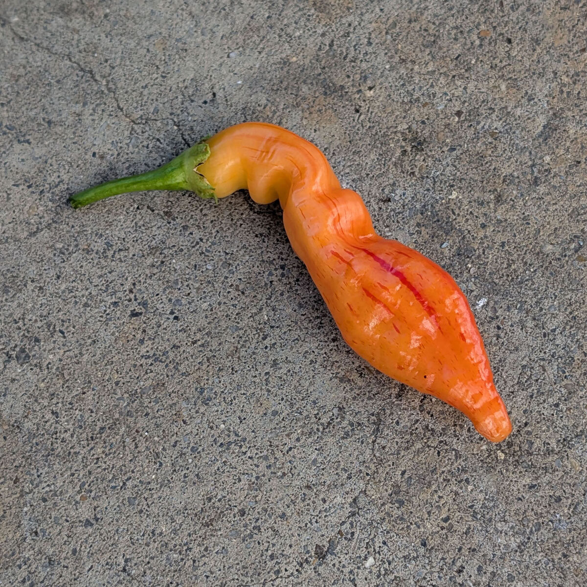 Chilli 'Sugar Rush Peach Stripey' seeds (Capsicum baccatum)