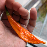 Chilli Sugar Rush Peach Stripey (Capsicum baccatum) seeds