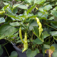 Chilli Sugar Rush Peach Stripey (Capsicum baccatum) seeds