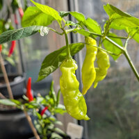 Chilli Sugar Rush Peach Stripey (Capsicum baccatum) seeds