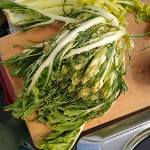 Catalogna ‘Puntarella Galatina’ (Cichorium intybus var. foliosum) seeds