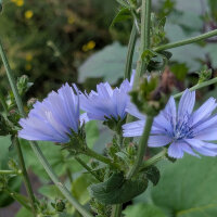 Catalogna ‘Puntarella Galatina’ (Cichorium...