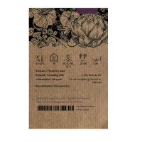 Catalogna ‘Puntarella Galatina’ (Cichorium intybus var. foliosum) seeds