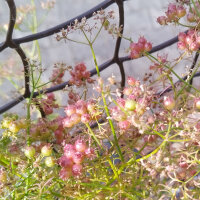 Coriander Jantar (Coriandrum sativum) seeds