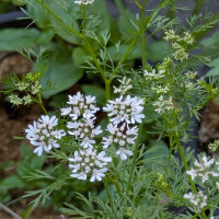 Coriander Jantar (Coriandrum sativum) seeds