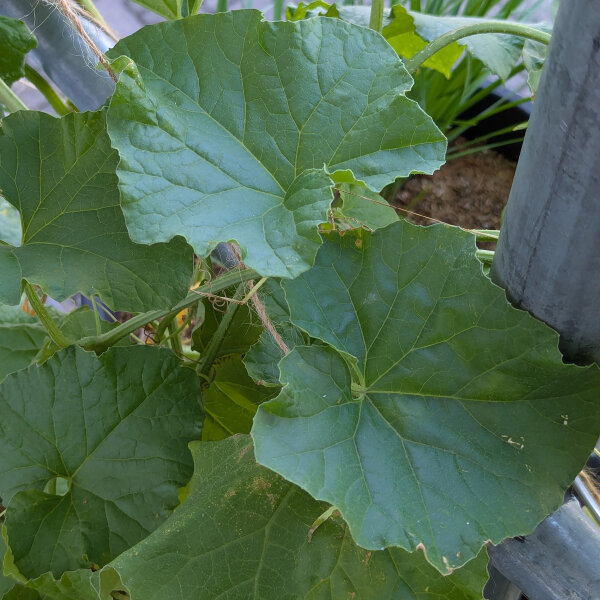 Netted melon Petit gris de Rennes (Cucumis melo) organic seeds